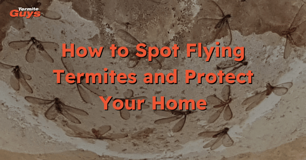Flying termites swarming near a Brisbane home - signs of a nearby termite nest.