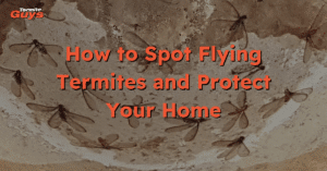 Flying termites swarming near a Brisbane home - signs of a nearby termite nest.