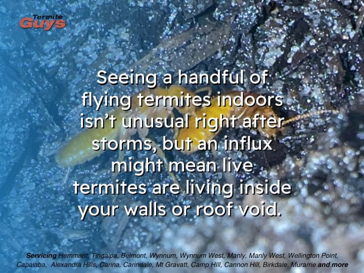 Termites swarming around a Brisbane home after heavy rain and stormy weather
