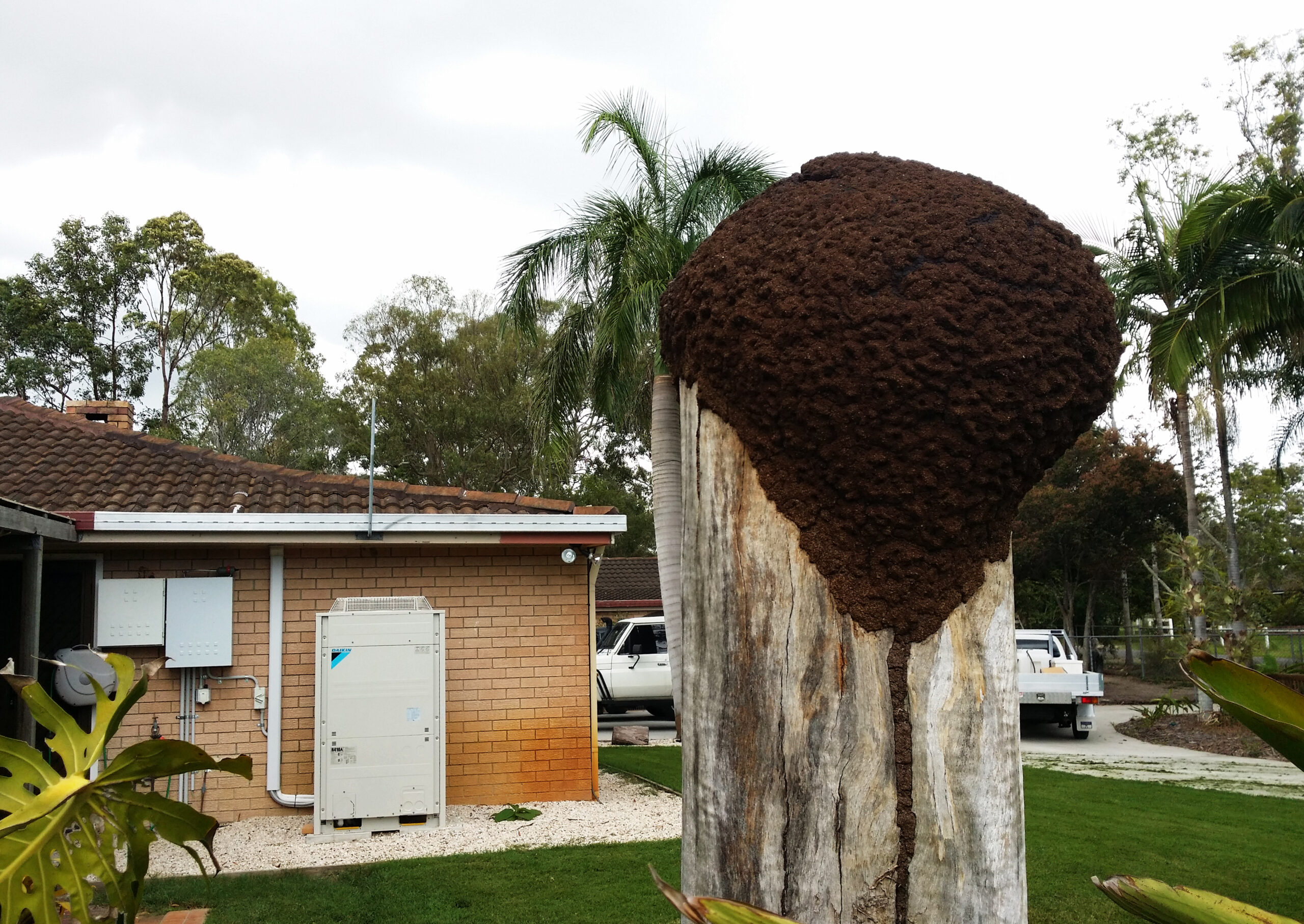 Nasutitermes Termite Species