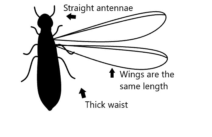 Detailed diagram showing the anatomy and key specifications of a termite's body.