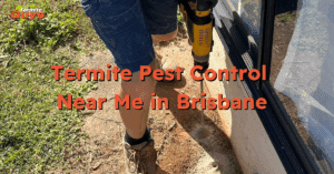 Professional termite pest control service near me in Brisbane – local technician inspecting a home for termites