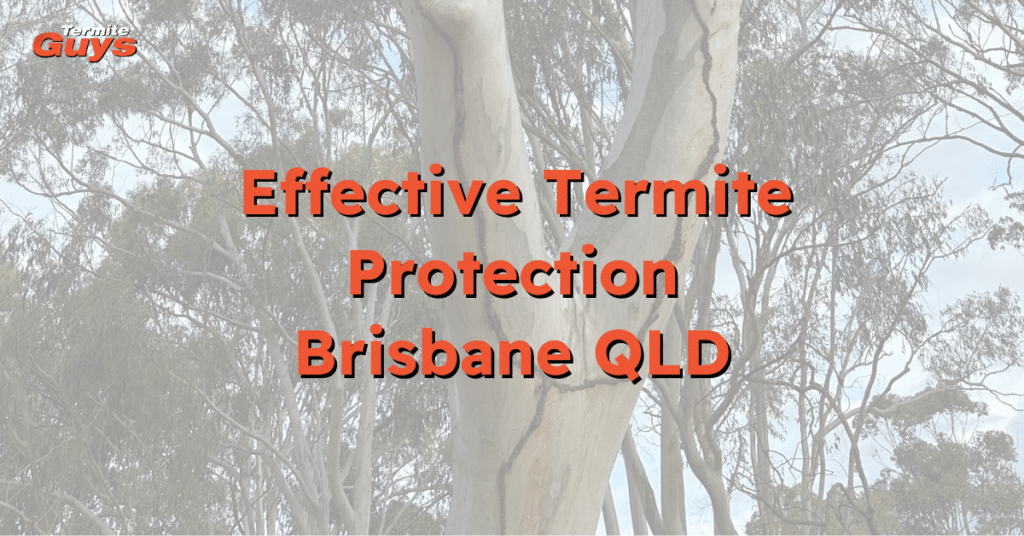 ermite inspection professional applying termite protection treatment to an older Brisbane home – expert services by Termite Guys Brisbane.