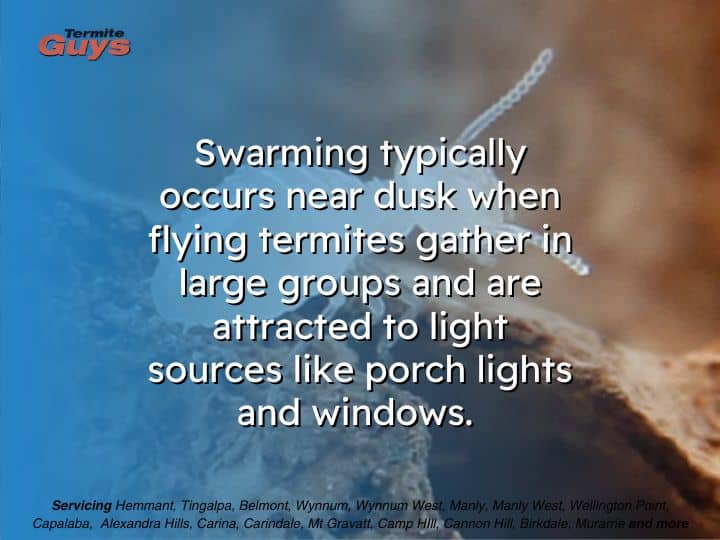 Flying termites swarming at dusk near a light source, gathering around a window.