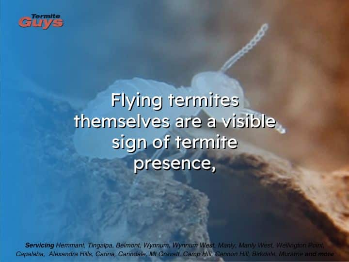 Termite swarmers flying near a window - early warning sign of termite infestation