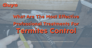 what are the most effective professional treatments for termite control Brisbane