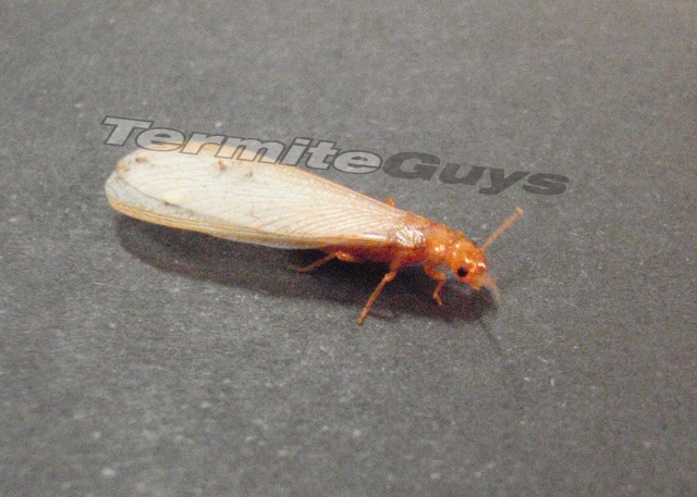 Swarmer, flying termite