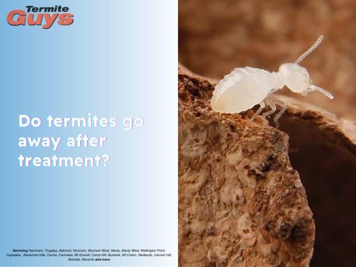 Termite treatment in progress at a Brisbane home to stop recurring infestations