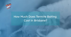 Property in Brisbane showing visible termite infestation damage before termite baiting treatment