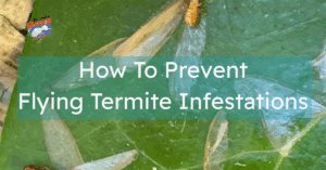 Flying termites on plants seen around a home in Brisbane.