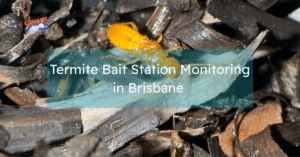 Termites active in soil near a home before a bait station is installed for monitoring in Brisbane