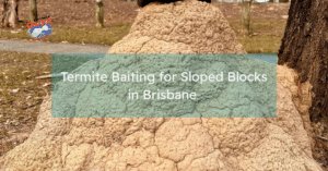 Termite bait stations installed around a sloping residential block in Brisbane to protect the home from termite activity