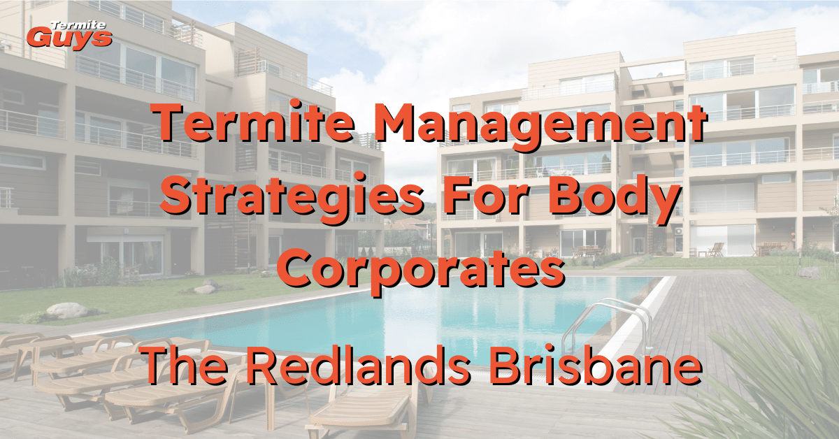A professional termite inspector from Termite Guys Brisbane performing a detailed termite inspection on a body corporate property in Redlands.