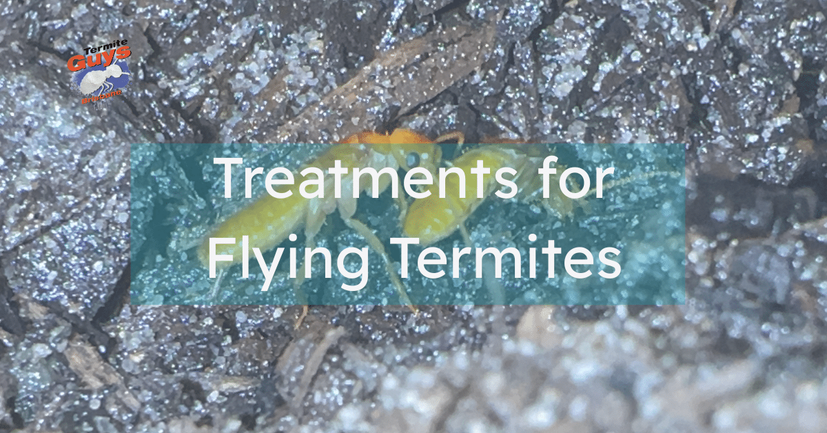 Flying termites swarming near a wooden deck during dusk, indicating a possible infestation requiring immediate termite treatment in Brisbane.