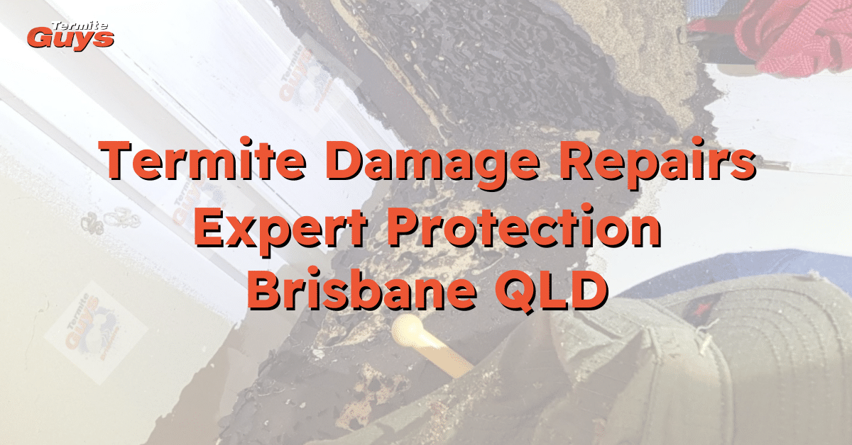 Extensive termite damage repair work underway in a Brisbane home by Termite Guys Brisbane experts