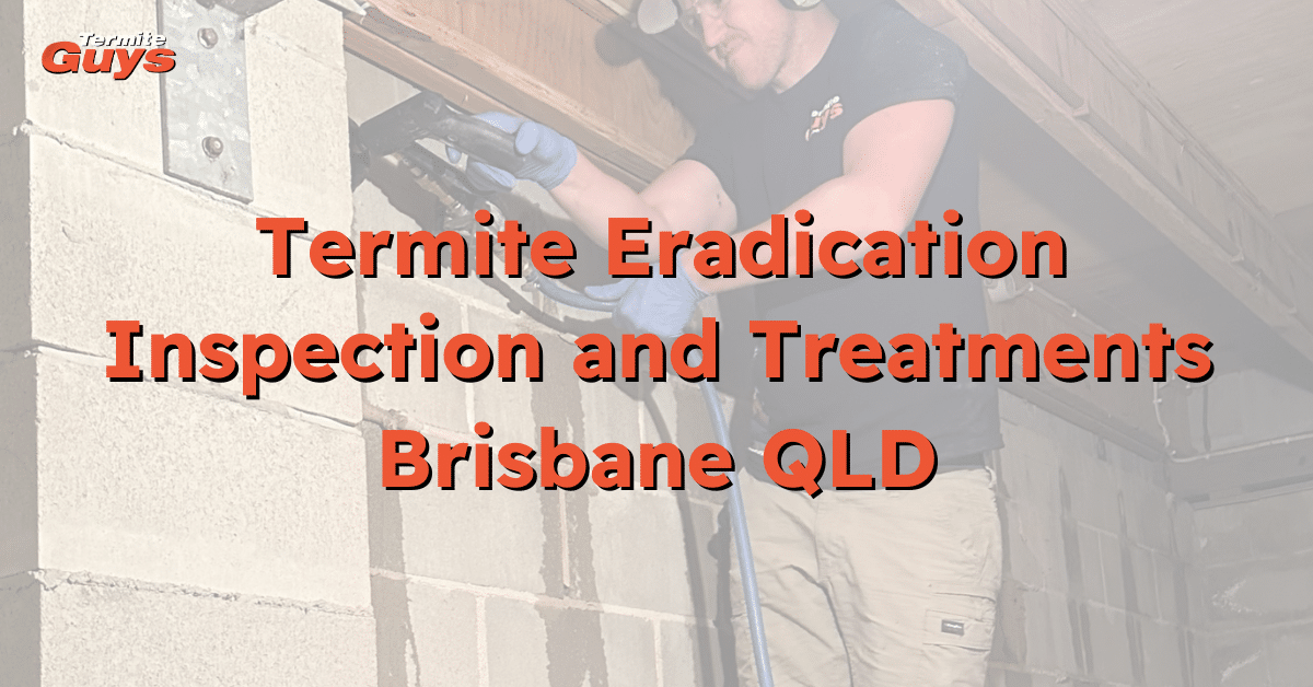 Technician performing a termite inspection on a residential property in Brisbane, part of expert termite protection services by Termite Guys Brisbane.