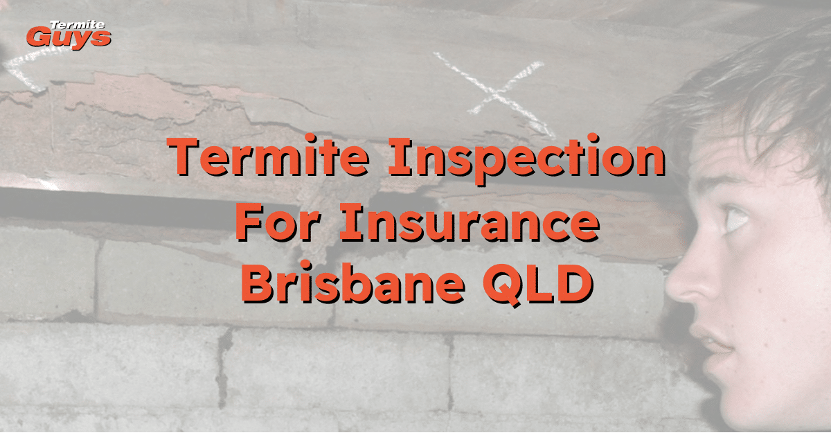 Technician performing termite inspection in a Brisbane home for insurance compliance and property protection.