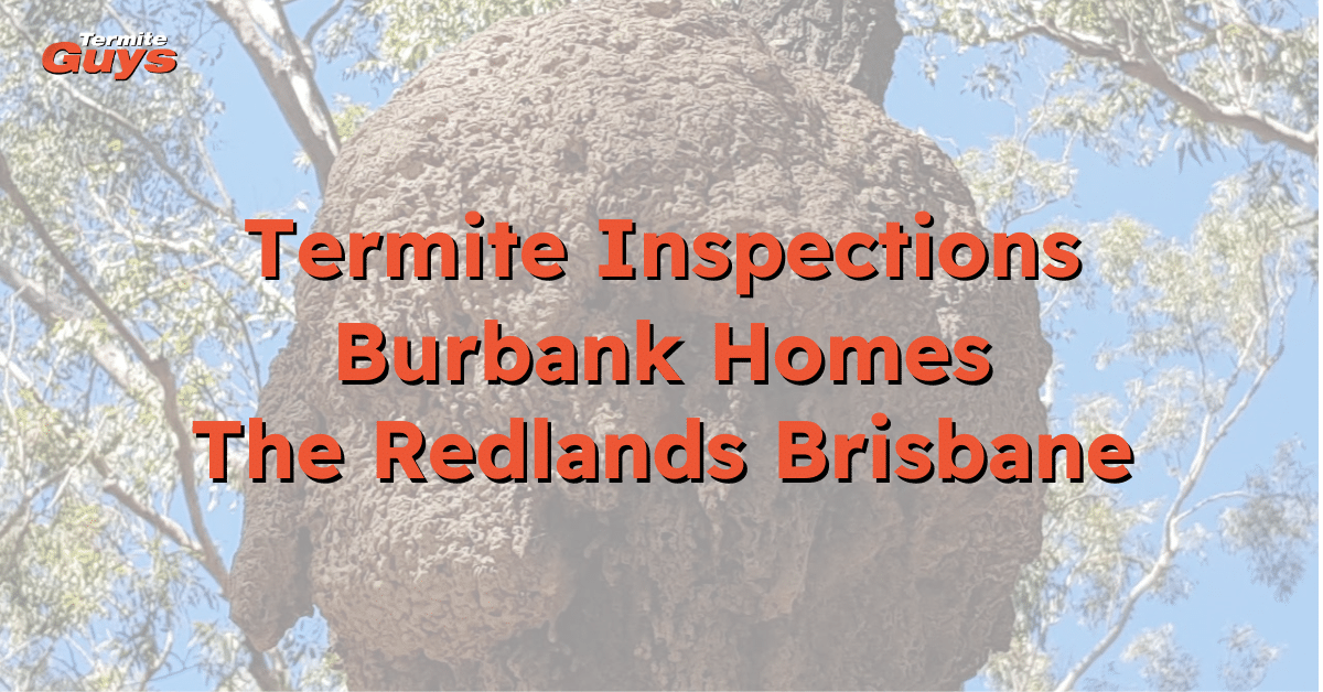 echnician performing termite inspection on a Burbank home in The Redlands, Brisbane – Termite Guys Brisbane expert service