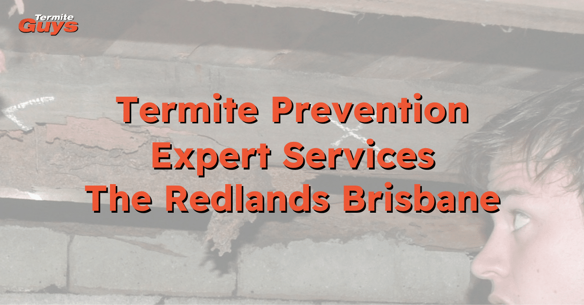 Termite prevention expert inspecting timber home in The Redlands, Brisbane – Termite Guys Brisbane