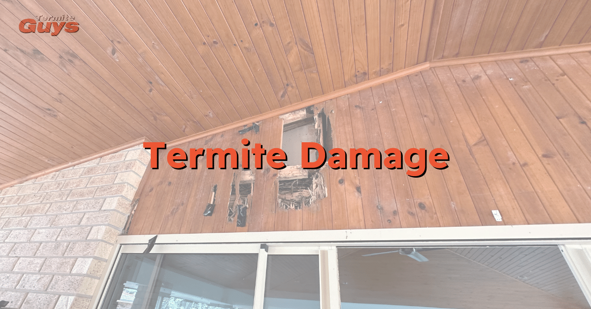 Inspecting termite damage in a Brisbane home wall frame