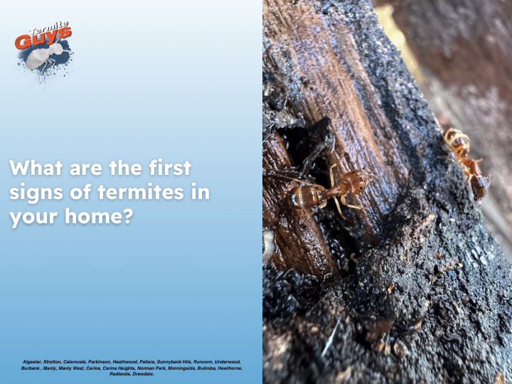 Close-up of termite damage on board showing early signs of infestation in a Brisbane home