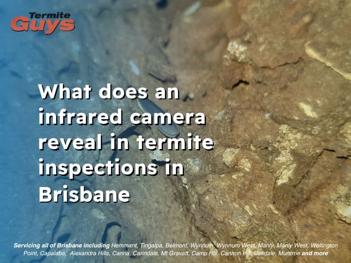 Infrared camera detecting hidden termite activity behind a wall during a Brisbane home inspection