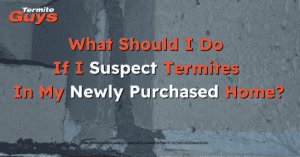 Best advise when it comes to dealing with termites in your new property