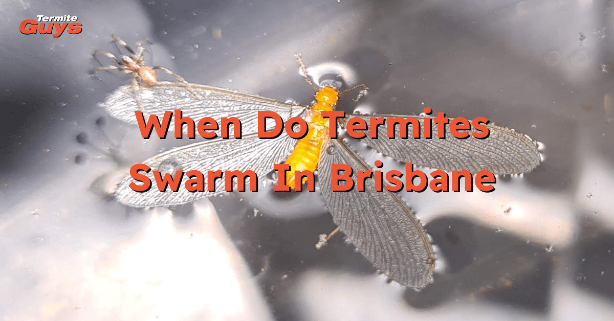Flying termites swarming around a Brisbane home during spring, indicating a nearby nest.