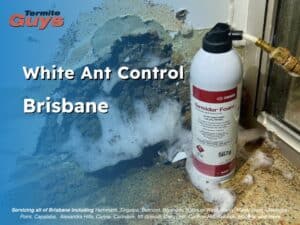 white ant control Brisbane, white ant treatment Brisbane, white ant inspection Brisbane, termite control Brisbane QLD, termite treatment Brisbane, pest control Brisbane QLD