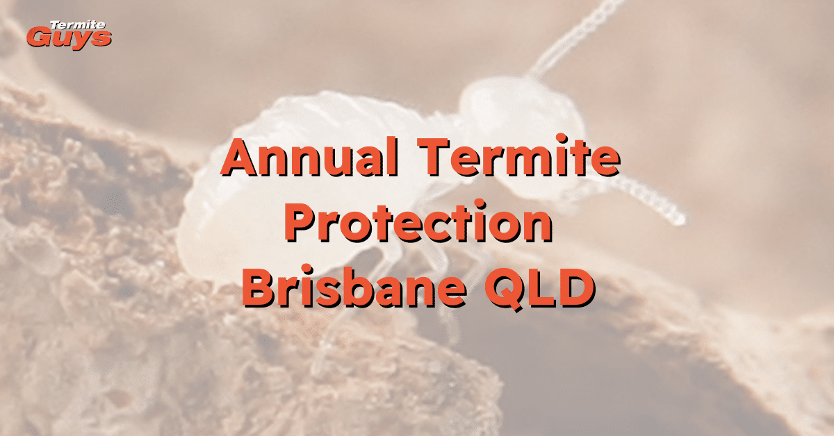 Technician performing annual termite inspection with advanced tools, ensuring expert termite protection for Brisbane homes.