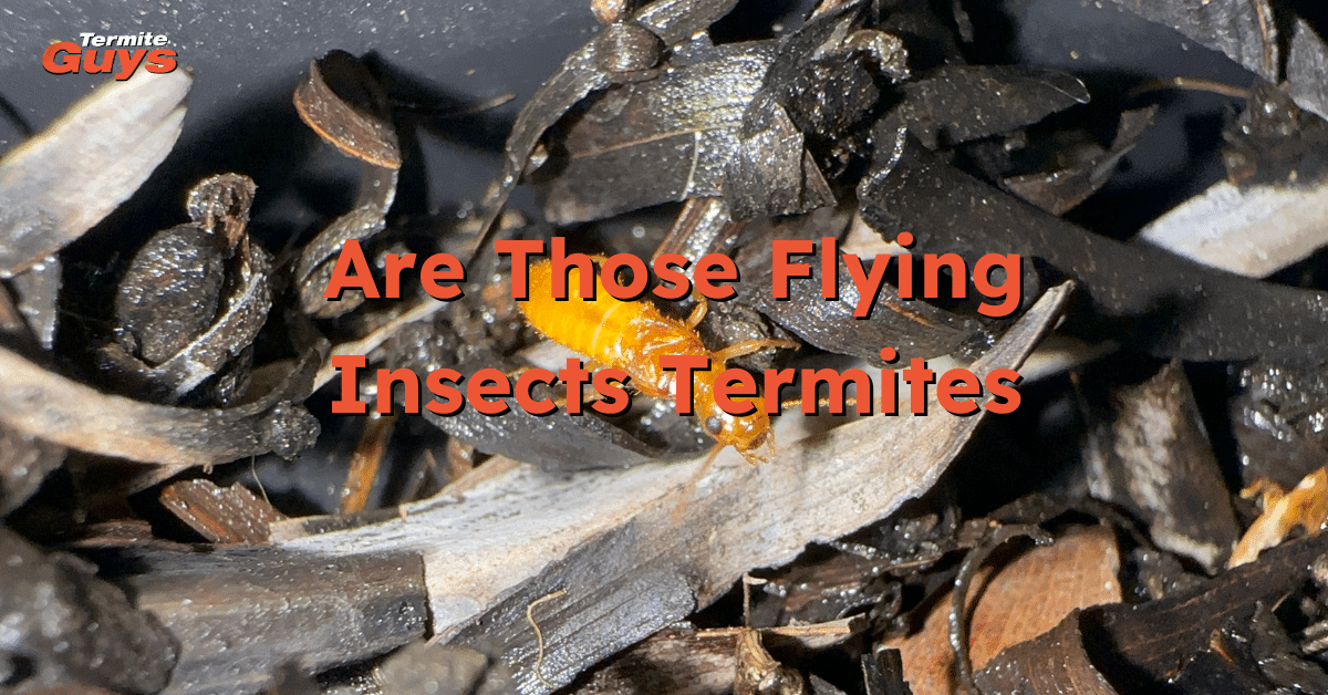 Close-up of flying termites near a window, often mistaken for harmless flying ants.