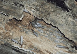 Flying termites swarming near a home in Brisbane during termite season.