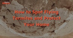 Flying termites swarming near a Brisbane home - signs of a nearby termite nest.