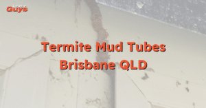Termite treatments targeting mud tubes on a Brisbane home by Termite Guys Brisbane