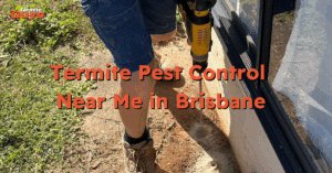 Professional termite pest control service near me in Brisbane – local technician inspecting a home for termites