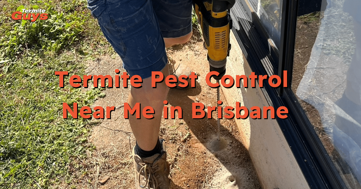 Professional termite pest control service near me in Brisbane – local technician inspecting a home for termites