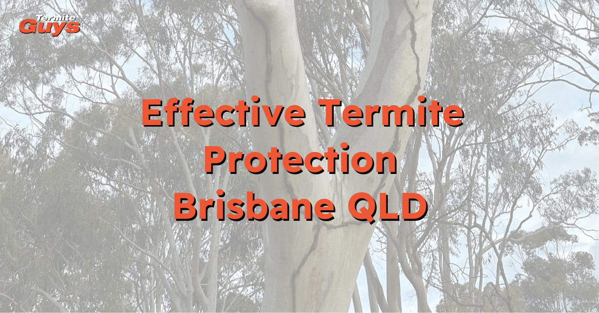 ermite inspection professional applying termite protection treatment to an older Brisbane home – expert services by Termite Guys Brisbane.