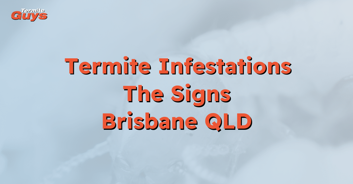 Visible termite damage on timber framing in a Brisbane home, highlighting common signs of infestation for residential termite inspections by Termite Guys Brisbane.
